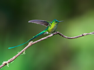 Fototapeta premium Male Long-tailed Sylph Hummingbird Perched on Branch with Wings Spread