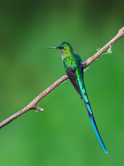 Fototapeta premium Male Long-tailed Sylph Hummingbird Perched on Lichen Covered Branch