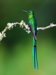 Fototapeta premium Male Long-tailed Sylph Hummingbird Perched on Lichen Covered Branch