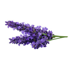 Fototapeta premium Lavender sprigs with purple flowers isolated on a transparent background 2