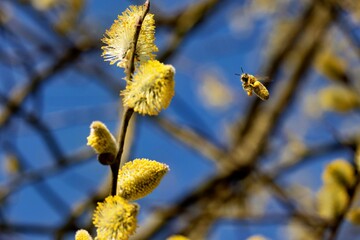 Biene sammelt nektar an einem Weidekätzchen © Matthias Hafner