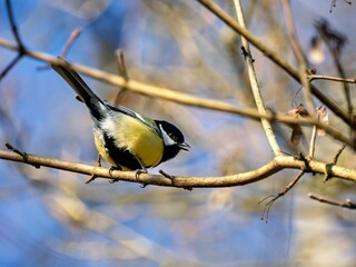 Great tit on a branch in a bush © Matthias Hafner