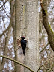 Schwarzspecht sitzt an seiner Baumhöhle