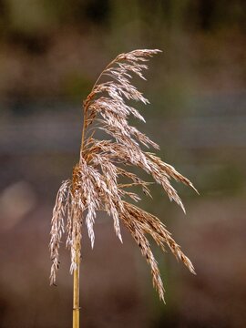 Schilfrohr (Phragmites australis) eine weit verbreitete Sumpfpflanze