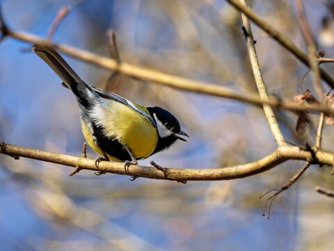 Kohlmaise sitzt in den B&uuml;schen