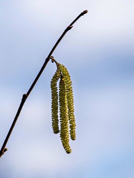 Male hazelnut blossom on a branch