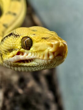 Extreme close up portrait shows the intricate detailed scales and striking eye of a yellow python snake.
