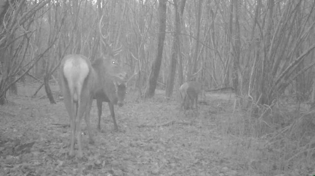 Deer filmed in the woods with a camera trap and practicing fighting among themselves