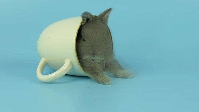 Cute baby rabbit crawling out of a ceramic mug on blue background. Video frame with camera panning left to right, showing fluffy bunny movement in minimal scene