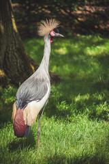 Fototapeta premium Grey crowned crane standing gracefully in a natural habitat.