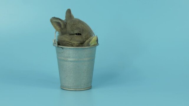 Cute baby rabbit sitting inside a metal bucket on blue background. Video frame with camera panning left to right, showing adorable bunny grooming with soft pastel tone