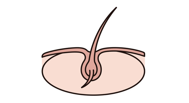 Human Belly Button Anatomy Closeup.