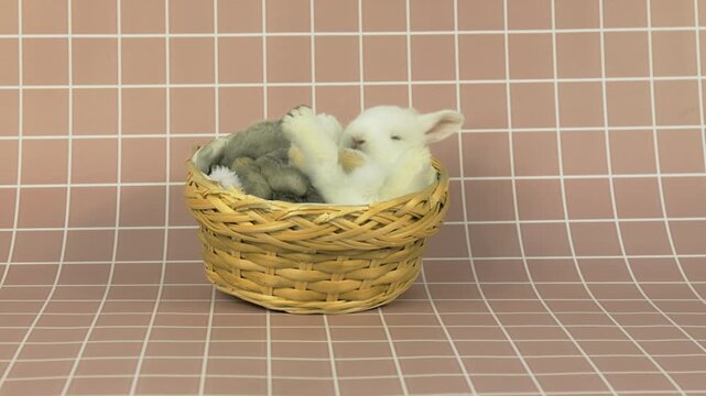 Adorable baby rabbits sleeping in woven basket on pastel grid background. Smooth camera panning left to right, playful interaction in cozy minimal studio scene