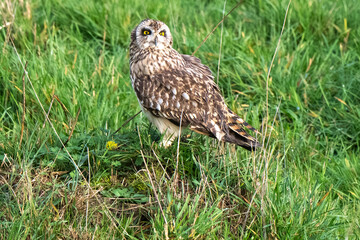 Fototapeta premium Hibou des marais