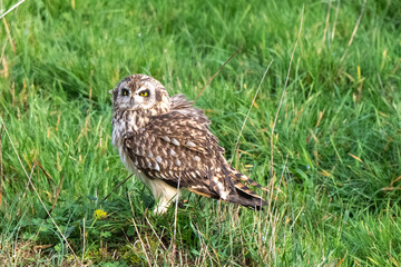 Fototapeta premium Hibou des marais