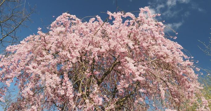 Prunus itosakura 'Plena-rosea'  or Prunus subhirtella 'Pendula', spectacular ornamental tree with graceful pendulous branches and shoots displaying pale pink flowers in early spring
