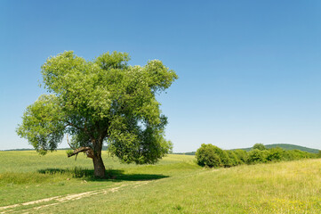 A majestic tree stands in a vast green field under a clear, bright blue sky, creating a beautiful landscape.