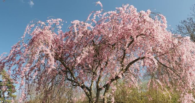 Prunus subhirtella 'Pendula plena rosea', spectacular weeping cherry blossom with slender and flexible branches clothed with clusters of pale pink flowers swaying gracefully in the breeze