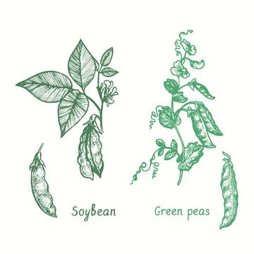 Soybean plant (Glycine max), Sweet pea twig with leaves and pods set.  Doodle drawing in woodcut style