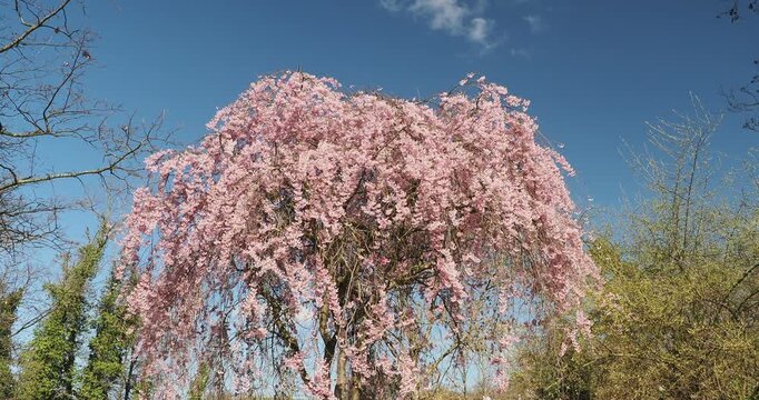 Prunus subhirtella 'Pendula plena rosea' | Magnificent weeping cherry or winter-flowering cherry, adorned with superb pale pink blossoms on gracefully drooping branches, swaying in the wind
