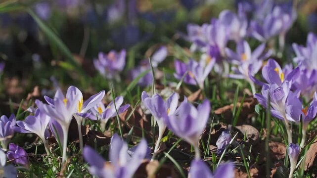 Springtime view of violet crocus flower, 4k