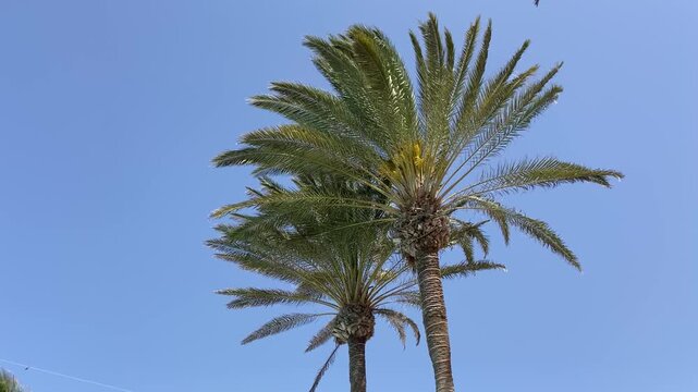 Real-time footage of a palm tree gently swaying in a warm tropical breeze against a clear blue sky. Natural outdoor scene with ample copy space, ideal for travel, vacation, summer relaxation concept