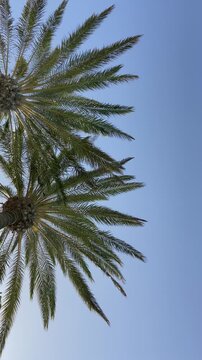 Real-time footage of a palm tree gently swaying in a warm tropical breeze against a clear blue sky. Natural outdoor scene with ample copy space, ideal for travel, vacation, summer relaxation concept