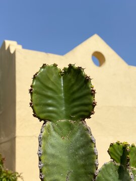 Minimalist view of a green cactus succulent reaching into a clear blue sky with a modern cream-coloured building in the background. Contemporary botanical image with clean lines, natural textures, 
