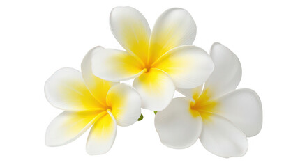 Fototapeta premium Three white frangipani flowers with yellow centers on transparent background