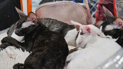 Group of cornish rex cats sleeping together in their carrier © Довидович Михаил