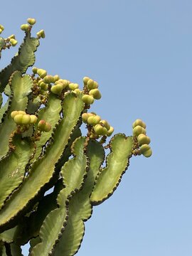 Minimalist view of a green cactus succulent reaching into a clear blue sky  Contemporary botanical image with clean lines, natural textures, and seeds