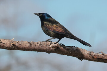 Obraz premium First Common GRackles of spring