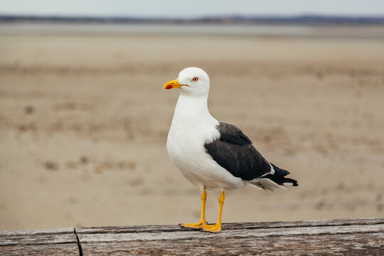 seagull on the beach