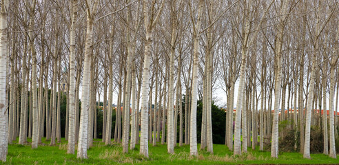 foto panoramica di un bosco di pioppi con il tronco bianco in primavera, disposizione geometrica
