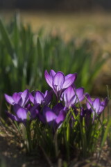 The shine and colors of spring, purple spring crocus; Crocus Vernus; closeup photography		
