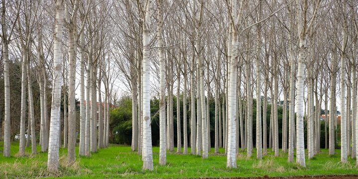 foto panoramica di un bosco di pioppi con il tronco bianco in primavera, disposizione simmetrica e ordinata