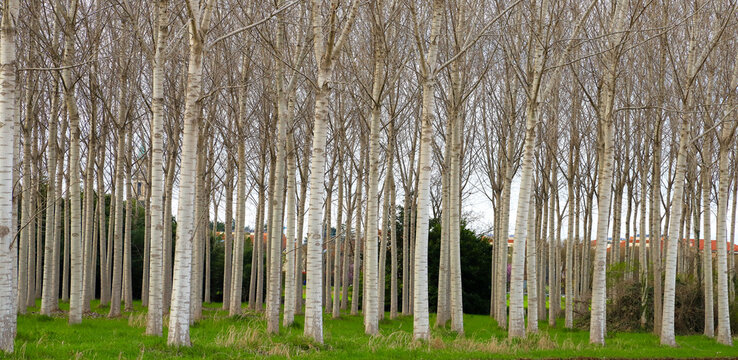 foto panoramica di un bosco di pioppi con il tronco bianco in primavera, disposizione geometrica