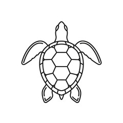 Fototapeta premium Turtle from above with shell.