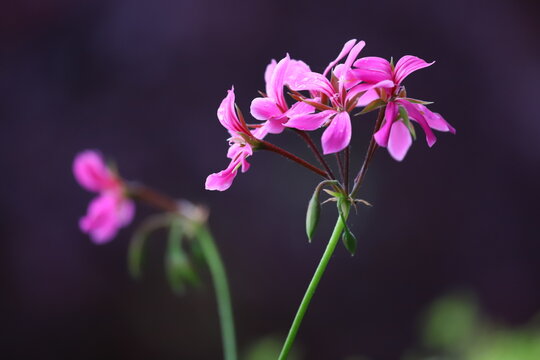 Close-up di una pianta di geranio rosa su uno sfondo nero