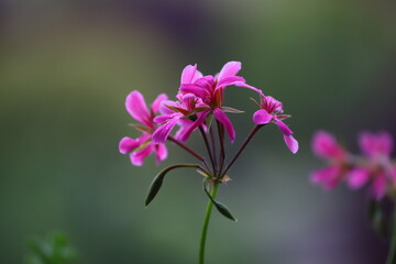 Fototapeta premium Close-up di una pianta di geranio rosa fuchsia su uno sfondo scuro