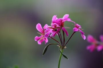 Fototapeta premium Close-up di una pianta di geranio rosa fuchsia su uno sfondo scuro
