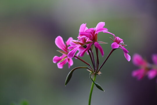 Close-up di una pianta di geranio rosa fuchsia su uno sfondo scuro