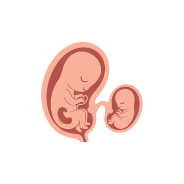 Twins in Uterus Fetus Development Stage vector illustration