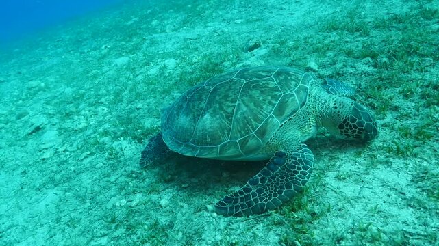 turtle swimming  underwater. green sea turtle (Chelonia mydas) swimming and feeding ocean grass scenery  with animal eating