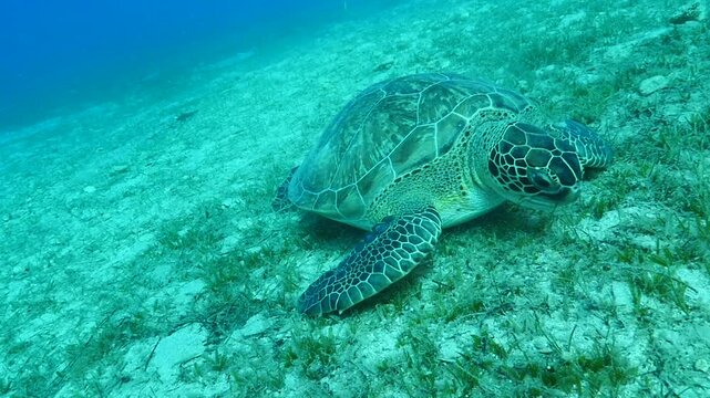 
turtle swimming  underwater. green sea turtle (Chelonia mydas) swimming and feeding ocean grass scenery  with animal eating
