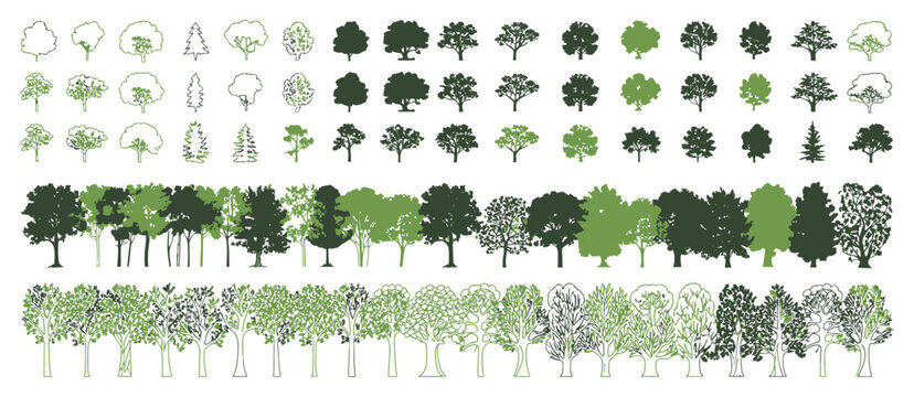 Tree+Section+View Images – Browse 34,309 Stock Photos, Vectors, and ...