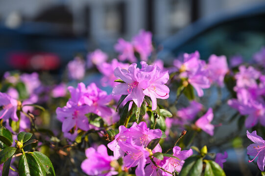 Close-up of vibrant pink rhododendron flowers blooming in soft sunlight