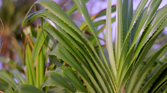 Close-up footage of pandanus plant leaves near the beach in warm evening light with soft bokeh background, capturing tropical coastal nature and calm seaside atmosphere.