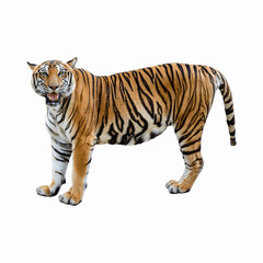 Obraz premium A tiger standing with its mouth open isolated on transparent background