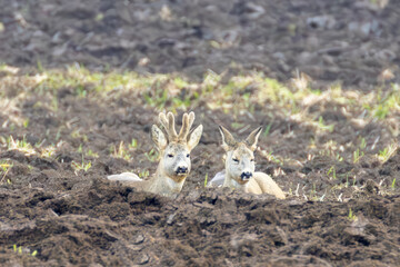 Roe deer  © Orosz György Photogr